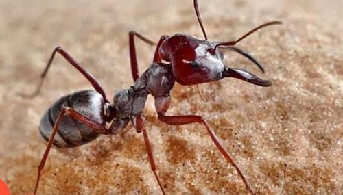 Kiến bạc Sahara là loài kiến chạy nhanh nhất thế giới