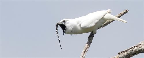 Bellbird - Loài chim có tiếng kêu lớn nhất thế giới