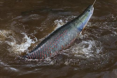 Phát hiện loài cá vùng Amazon có vảy chống lại được răng cá ăn thịt Piranha