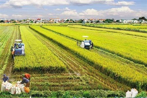 越南农业部门将采取有力措施确保完成全年目标任务