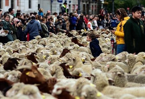 Độc đáo màn "diễu hành" gia súc tại thủ đô Tây Ban Nha
