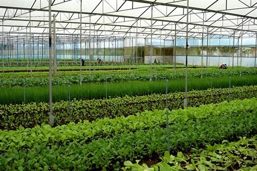 Trên 600 tỷ đồng cho phát triển vùng sản xuất rau an toàn ở Quảng Ngãi