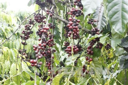 Tăng thu nhập cho đồng bào dân tộc thiểu số từ cây cà phê ở huyện Hướng Hóa
