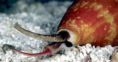 Nọc độc của ốc sên biển có thể chữa bệnh tim mạch và cao huyết áp