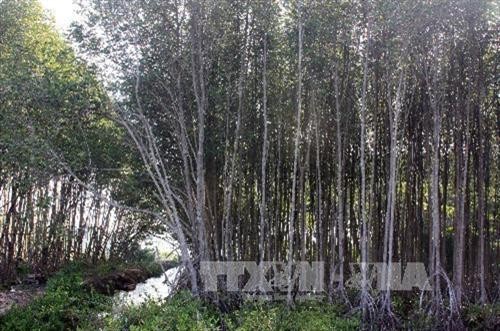 Kiên Giang thực hiện 4 dự án trồng rừng