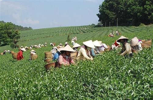 越南茶叶对中国出口平均价格猛涨