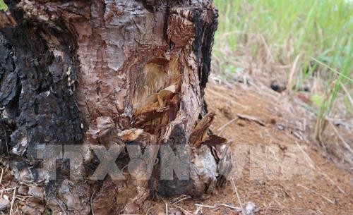 Đắk Nông tạm giữ hình sự 5 đối tượng đầu độc rừng thông