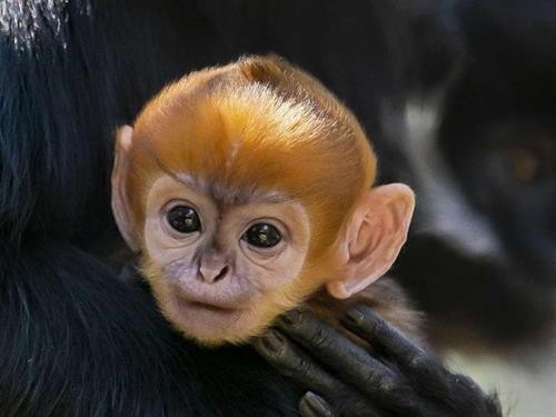 Chú khỉ con thuộc giống hiếm Francois' Langurs chào đời tại vườn thú Australia