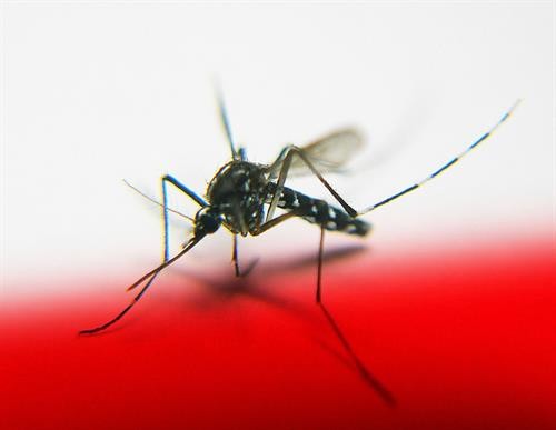 Nghiên cứu thành công phương pháp sinh học tiêu diệt loài muỗi