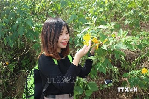  Hàng vạn du khách đến chiêm ngưỡng hoa dã quỳ tại Vườn Quốc gia Ba Vì, Hà Nội