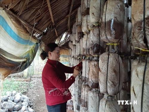 Bà Rịa-Vũng Tàu: Trồng nấm giúp nông dân tăng thu nhập