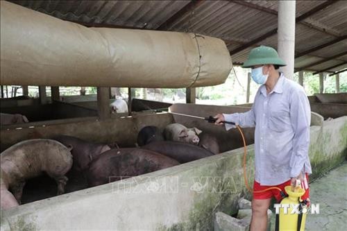 Quảng Bình kiểm soát chặt dịch lở mồm long móng trên đàn trâu, bò