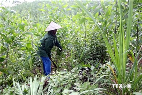 Nông dân ở Tuyên Quang bỏ trồng mía vì hiệu quả thấp