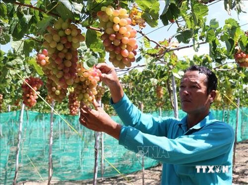 Trồng nho “ba màu” giúp nông dân Ninh Thuận tăng thu nhập