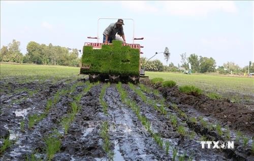 Phát động ứng dụng cơ giới hóa gieo cấy lúa tại Đồng bằng sông Cửu Long