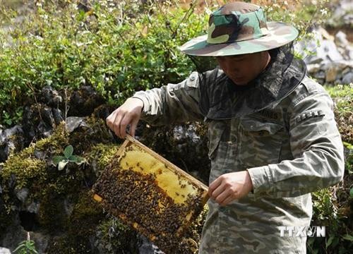 Làm giàu từ nuôi ong bạc hà