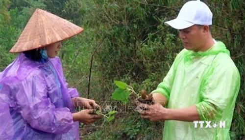 Hòa Bình trồng thử nghiệm cây Paulownia