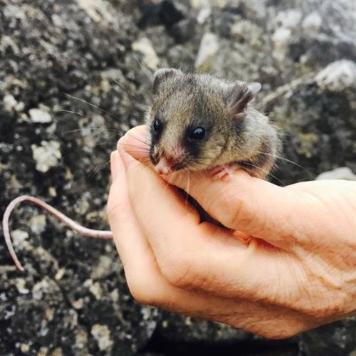 Nỗ lực giải cứu loài chuột túi tí hon đang nguy cấp ở Australia