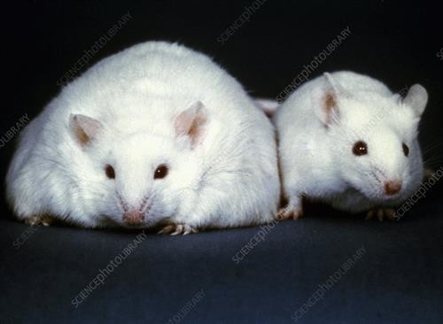 Tìm hiểu mối liên hệ giữa các gien và hành vi ở loài chuột