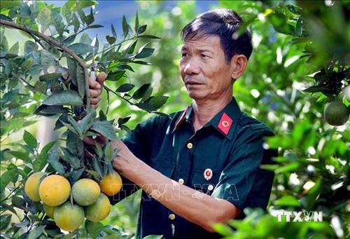 Ông Hoàng Văn Chất làm giàu nhờ chuyển đổi cơ cấu cây trồng, vật nuôi