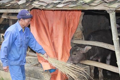 Lạng Sơn: Phòng chống rét và sương muối cho gia súc, vật nuôi