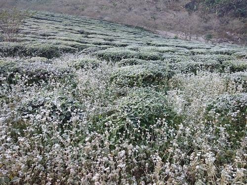 Rét đậm, rét hại và sương muối gây thiệt cho cây trồng ở Sơn La 