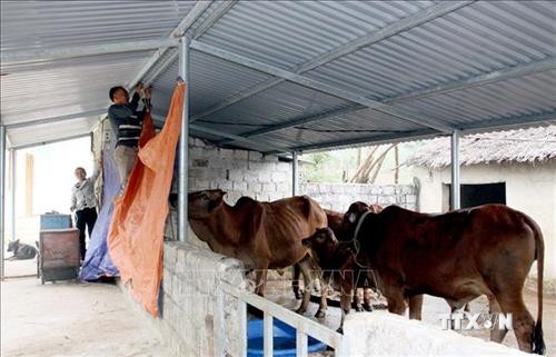 Tuyên Quang chủ động phòng chống đói, rét cho vật nuôi