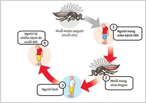 Kon Tum: Tăng cường giám sát bệnh sốt xuất huyết Dengue