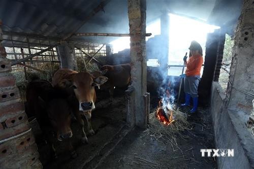 Người dân biên giới lòng chảo Mường Thanh chủ động phòng chống rét cho gia súc
