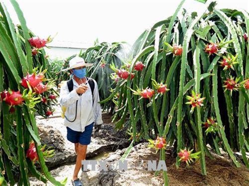 Hợp tác xã liên kết với doanh nghiệp tìm đầu ra cho sản phẩm nông nghiệp ở Bình Thuận