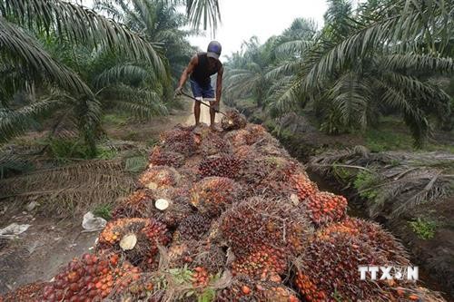印尼与欧盟的贸易纠纷因棕榈油问题不断升级