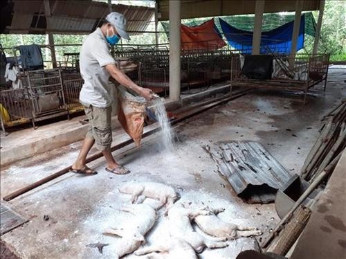 越南全国所有省市均已爆发非洲猪瘟疫情 病猪销毁量接近595万头
