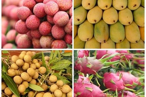 2019年越南水果出口额达38.5亿美元