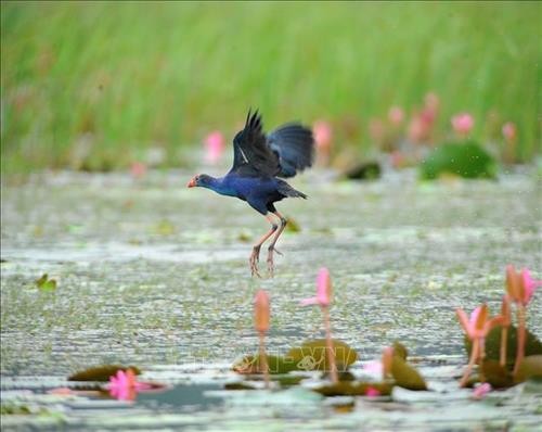 Mùa chim di trú trên đầm Vân Long, Ninh Bình