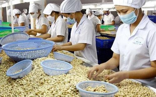 2020年越南腰果出口额力争达到40亿美元