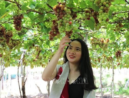  Ninh Thuận hướng đến phát triển bền vững du lịch nông nghiệp