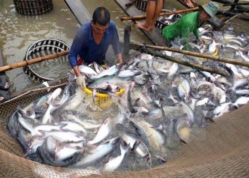 2019年越南查鱼出口额达24亿美元的目标完全有可能实现