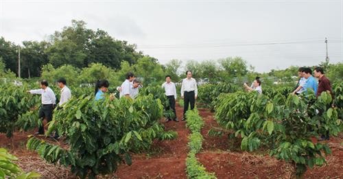 全国咖啡树复耕和杂交改造面积达10.9万公顷