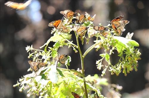 Hàng triệu triệu bướm Vua tại khu dự trữ sinh quyển tại bang Michoacan, miền Trung Mexico