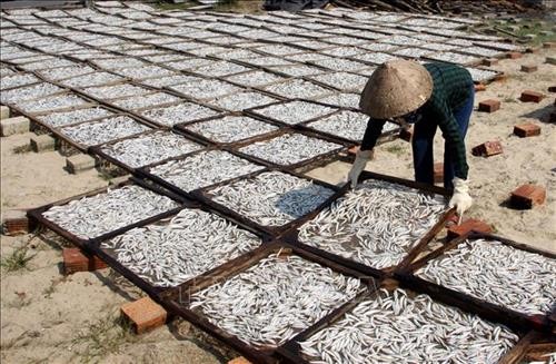 Quảng Trị phát triển nghề làm cá cơm khô