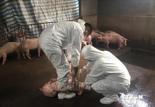Thủ tướng Nguyễn Xuân Phúc chỉ đạo cấp bách khống chế dịch tả lợn châu Phi