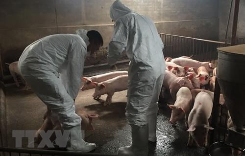 联合国粮农组织帮助越南控制非洲猪瘟疫情