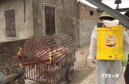 Đồng Nai sẽ hỗ trợ kinh phí tiêm vắc xin cho hơn 20.000 con lợn của các hộ nghèo