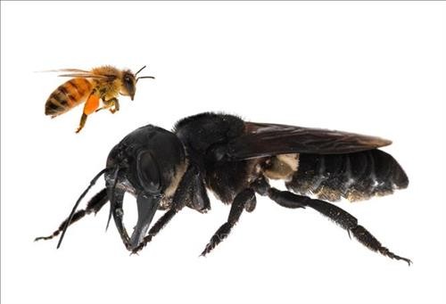 Loài ong lớn nhất thế giới tái xuất hiện ở Indonesia