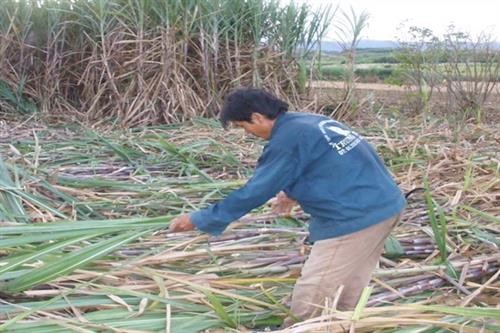 Người Bahnar ứng dụng công nghệ trồng trọt trên cánh đồng mẫu lớn để thoát nghèo