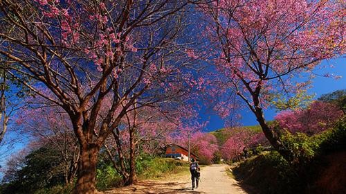 喜马拉雅樱花竞相绽放 染红大叻市大街小巷