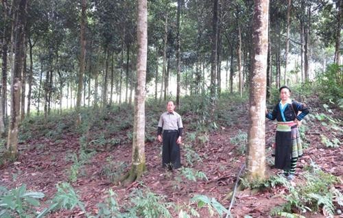 Gắn bảo vệ, phát triển rừng với lợi ích của người trồng rừng ở huyện Mù Cang Chải