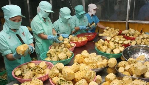 2019年越南农产品出口总额有望达到420亿至430亿美元