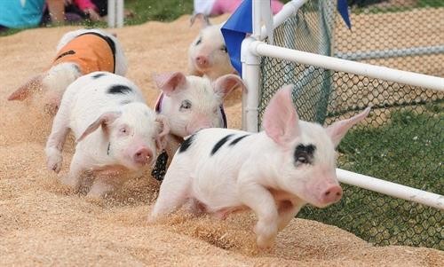 Những phong tục lạ liên quan đến lợn