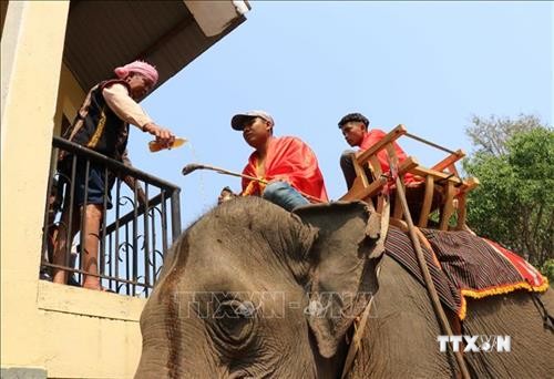 颇具本土文化特色的祈求大象健康仪式在得乐省举行